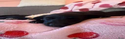 Borador dogs for sale: Borador puppies for sale  - Advert 2