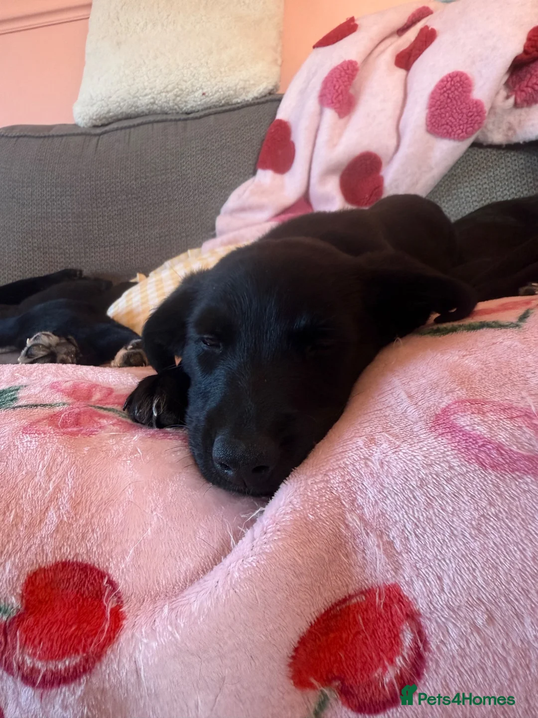 Borador dogs for sale: Borador puppies for sale  - Advert 2