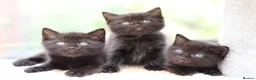 Domestic Shorthair cats for sale: Beautiful Kittens - Advert 9