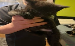 British Shorthair cats for sale: British short hairs  - Advert 6