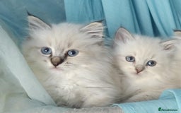 Siberian cats for sale: Siberian kittens for sale  - Image 1