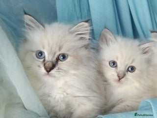 Siberian cats - Advert 1