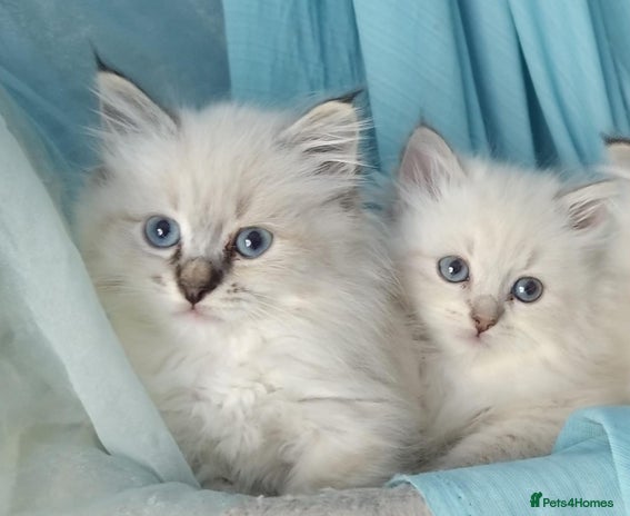 Siberian cats - Advert 1