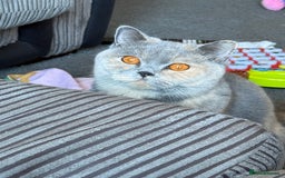 British Shorthair cats for sale: Brittish shorthair female GCCF - Advert 1