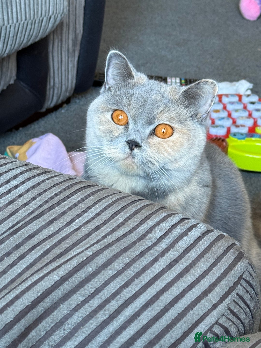 British Shorthair cats for sale: Brittish shorthair female GCCF - Advert 1