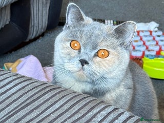 British Shorthair cats for sale: Brittish shorthair female GCCF - Advert 1