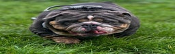 English Bulldog dogs for sale: English bulldog puppies  - Advert 8