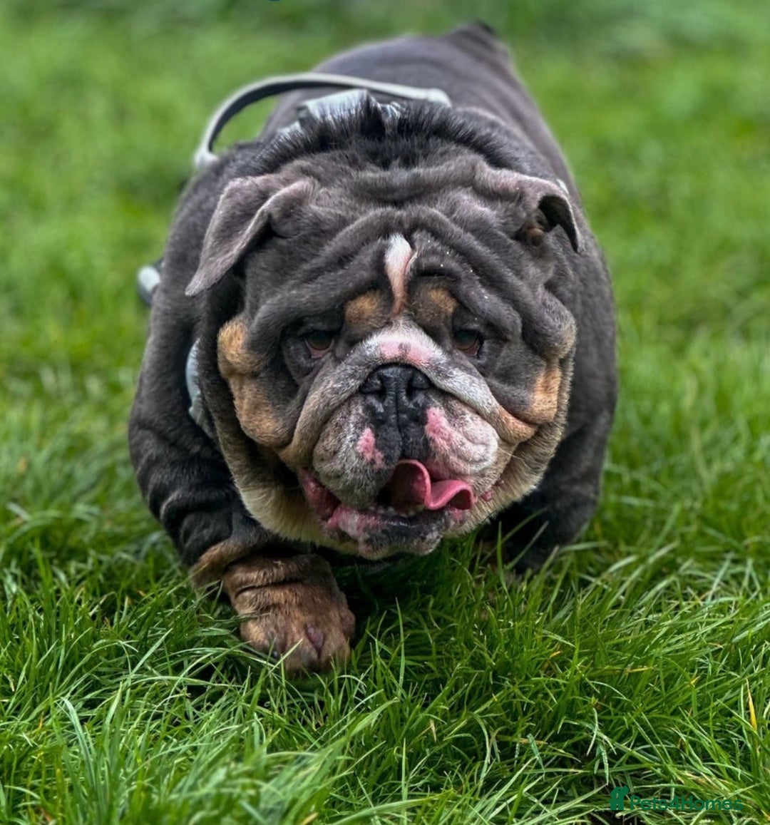 English Bulldog dogs for sale: English bulldog puppies  - Advert 8