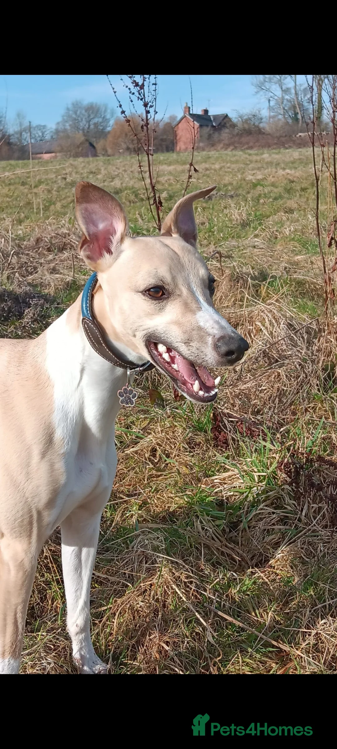 Whippet dogs for sale: Top quality whippet pups  in Llangollen - Advert 2