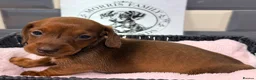Miniature Dachshund dogs for sale: Outstanding quality Russian bloodline minis - Advert 9