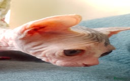 Sphynx cats for sale: Beautiful Sphinx available  - Image 6