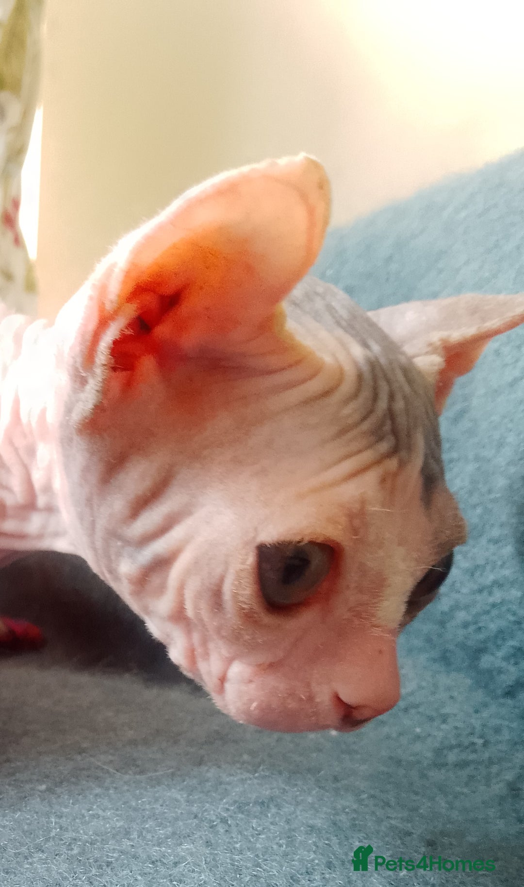 Sphynx cats for sale: Beautiful Sphinx available  - Image 6