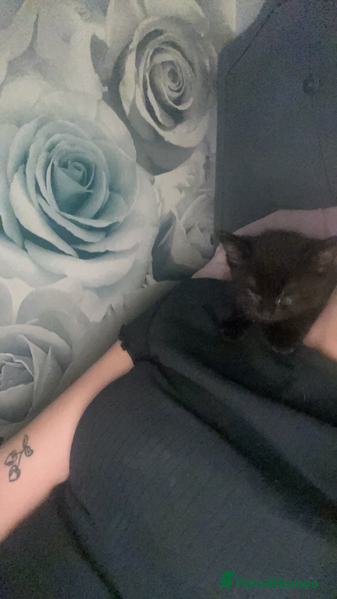 Mixed Breed cats for sale: Two beautiful mixed breed kittens  - Image 9