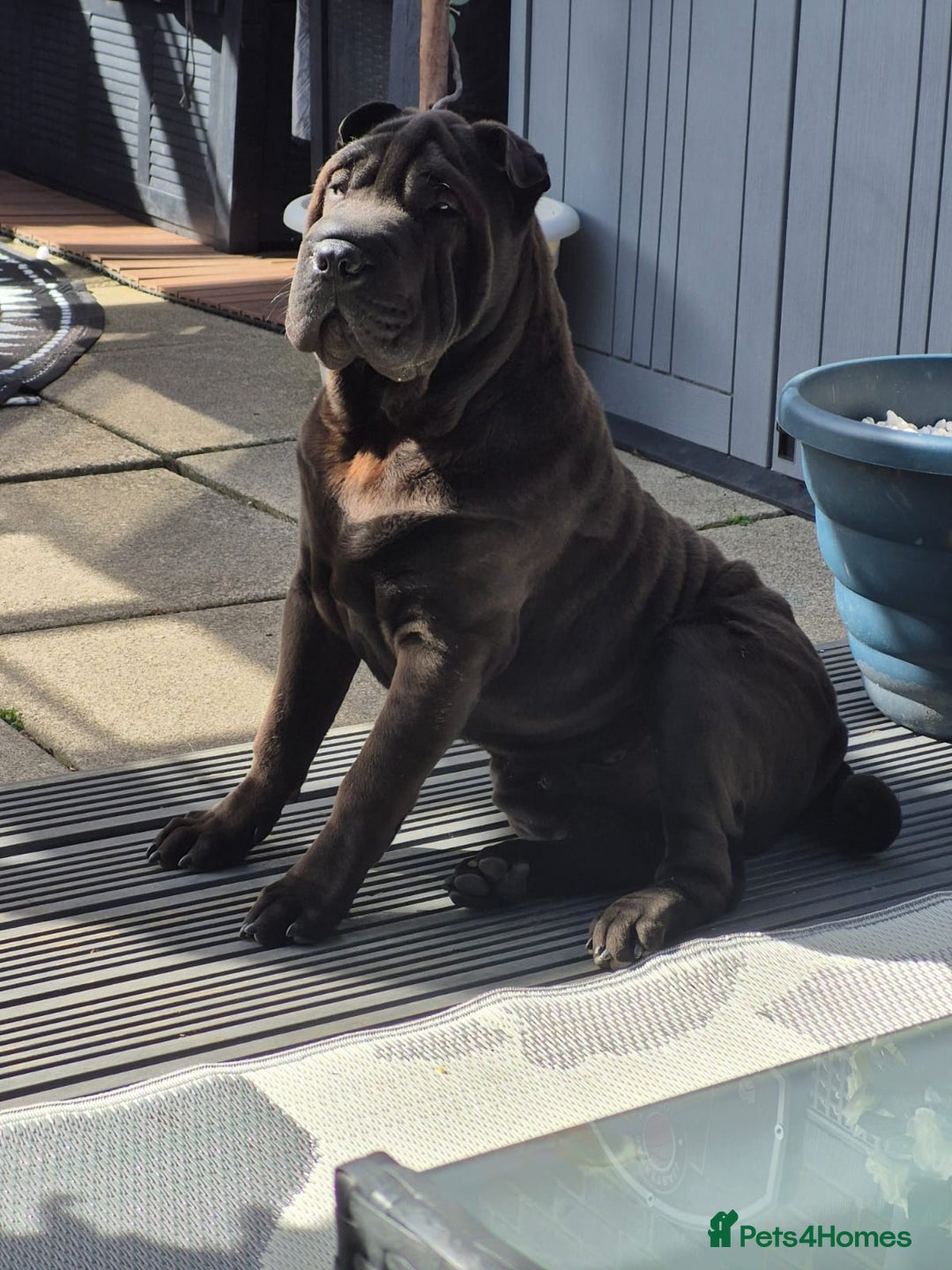 Shar Pei dogs for sale: Male Shar Pei chocolate colour full pedigree  - Advert 2