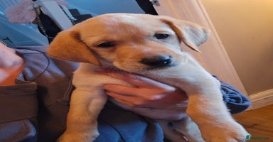 Labrador Retriever dogs - Advert 1