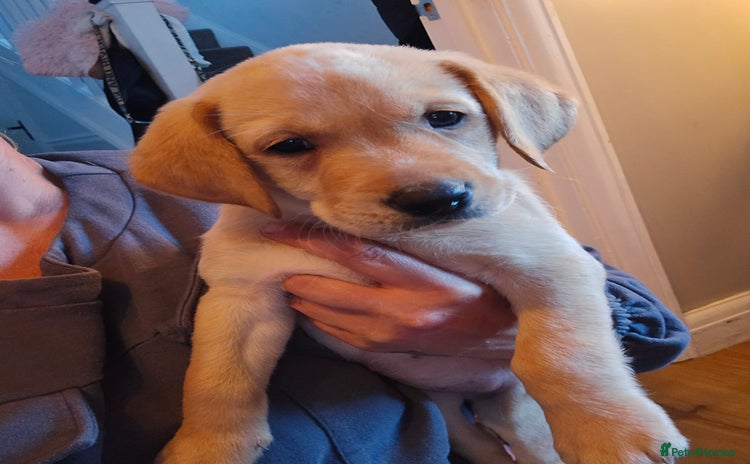 Labrador Retriever dogs - Advert 13