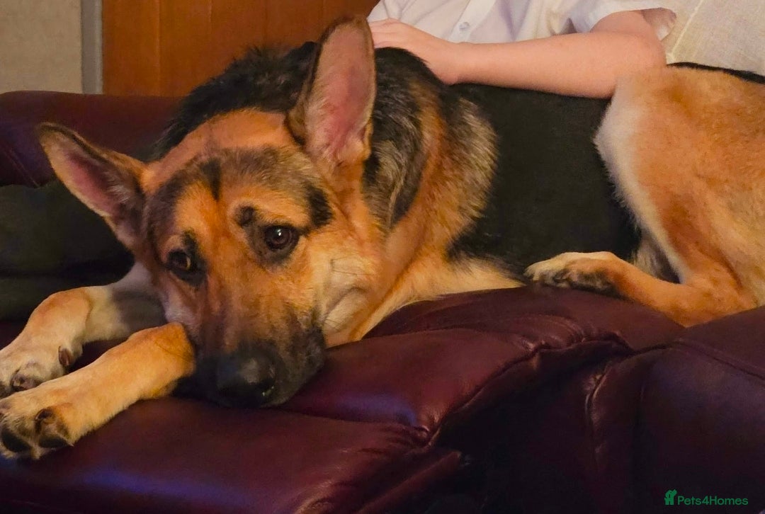 German Shepherd dogs URGENT REHOMING NEEDED - Advert 10