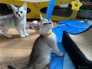 Abyssinian cats Abyssinian last one boy🌟 - Advert 17