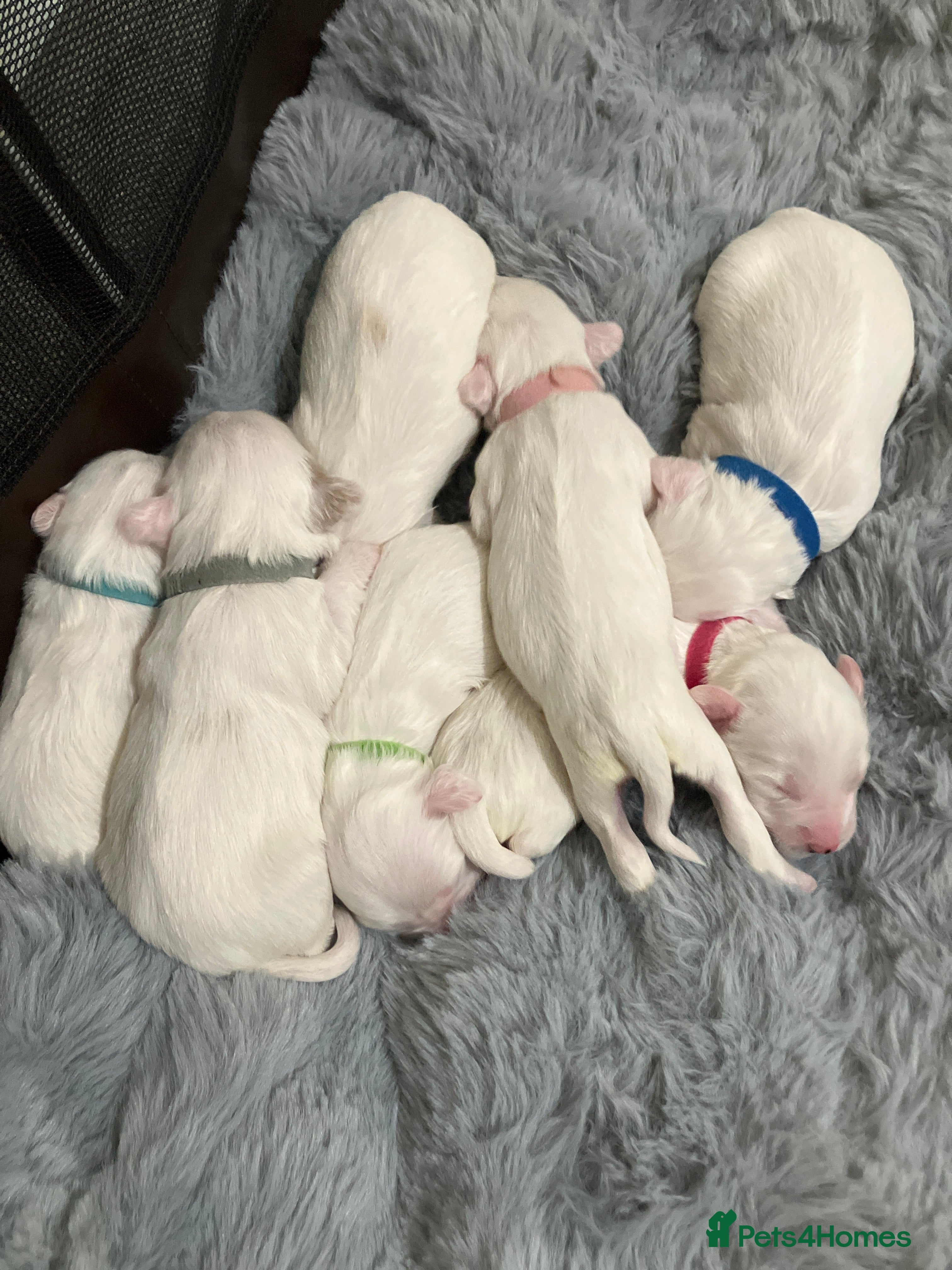 Tibetan Terrier dogs Tibetan terriers  - Advert 1