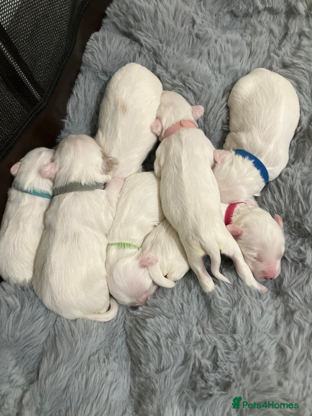 Tibetan Terrier dogs for sale: Tibetan terriers  - Advert 1