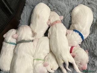 Tibetan Terrier dogs Tibetan terriers - Advert 1