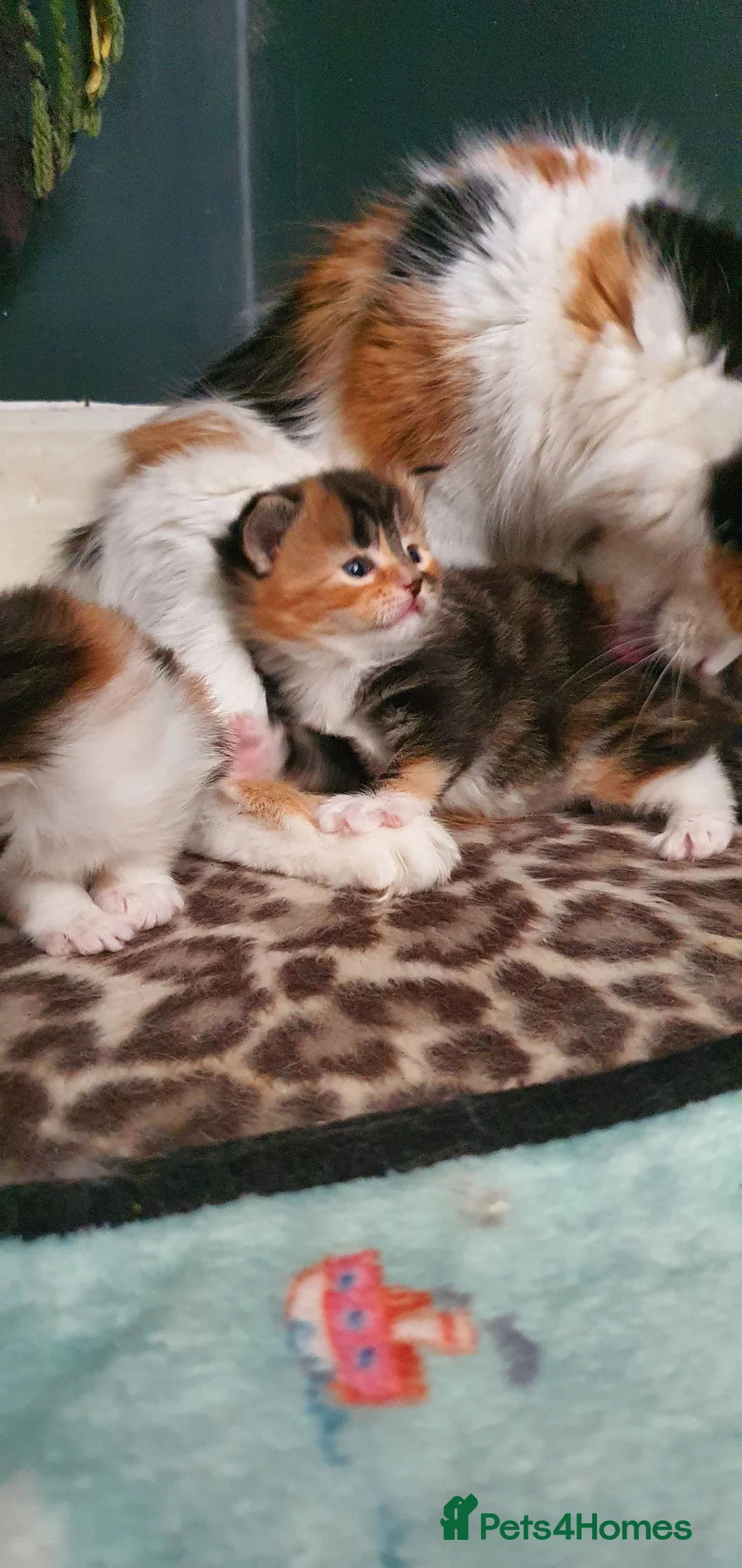 Persian cats for sale: Gorgeous rare colour Persian babies  - Advert 7