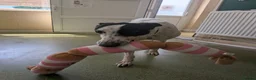 Greyhound dogs for adoption: Jet   - Advert 3