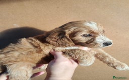 Cockapoo dogs for sale: Beautiful F1 Cockapoo puppies - Image 18