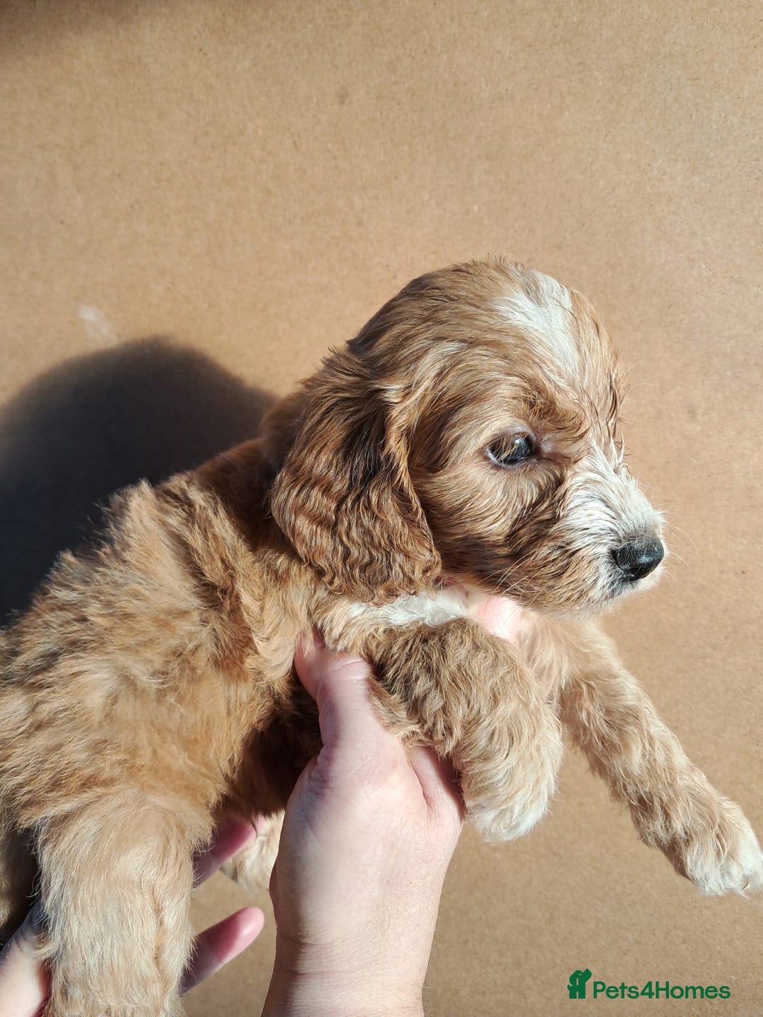 Cockapoo dogs for sale: Beautiful F1 Cockapoo puppies - Image 18