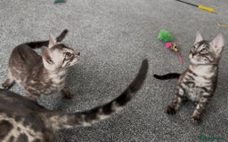 Bengal cats for sale: Well socialised bengal kittens - ready 21/12/25 - Advert 7