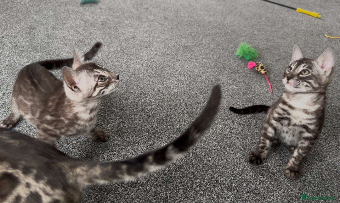 Bengal cats for sale: Well socialised bengal kittens - ready 21/12/25 - Advert 7