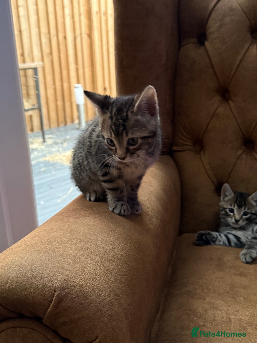 Bengal cats for sale: Bengal mixed  - Image 5