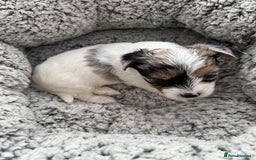 Biewer Terrier dogs for sale: Beautiful Biewer puppies  - Image 6