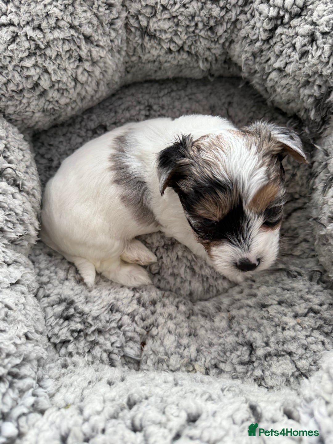 Biewer Terrier dogs for sale: Beautiful Biewer puppies  - Image 6