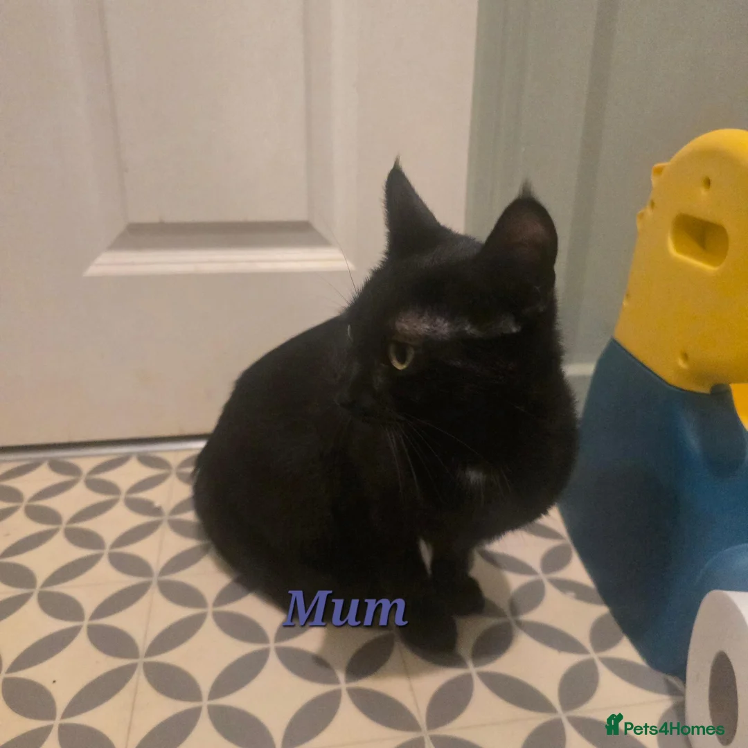 Mixed Breed cats for sale: 4 Gorgeous Kittens ( Price Varies)  - Advert 2
