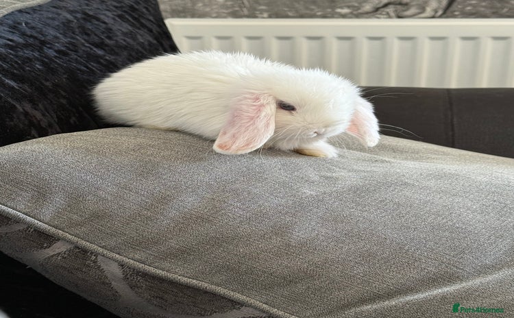 Mini Lop rabbits - Advert 1