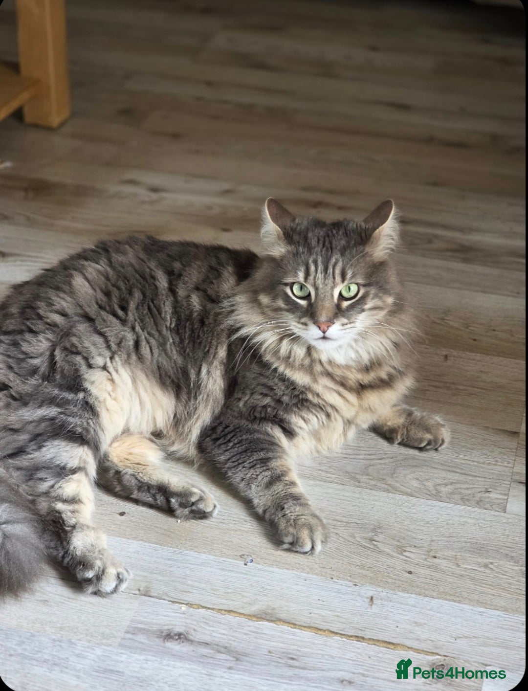 Maine Coon cats for sale: MISSING/STOLEN  - Advert 5