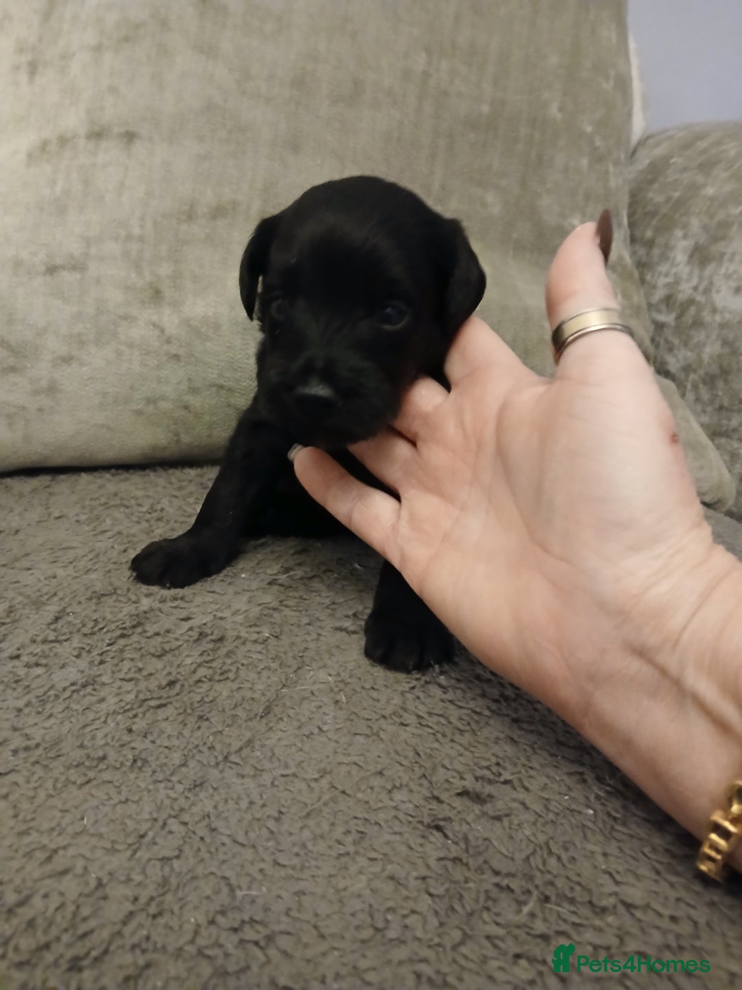 Schnoodle dogs for sale: Schnoodle puppies  - Advert 10