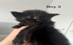 Maine Coon cats for sale: Maine Coon X - 5 Boys & 1 Girl - Image 3