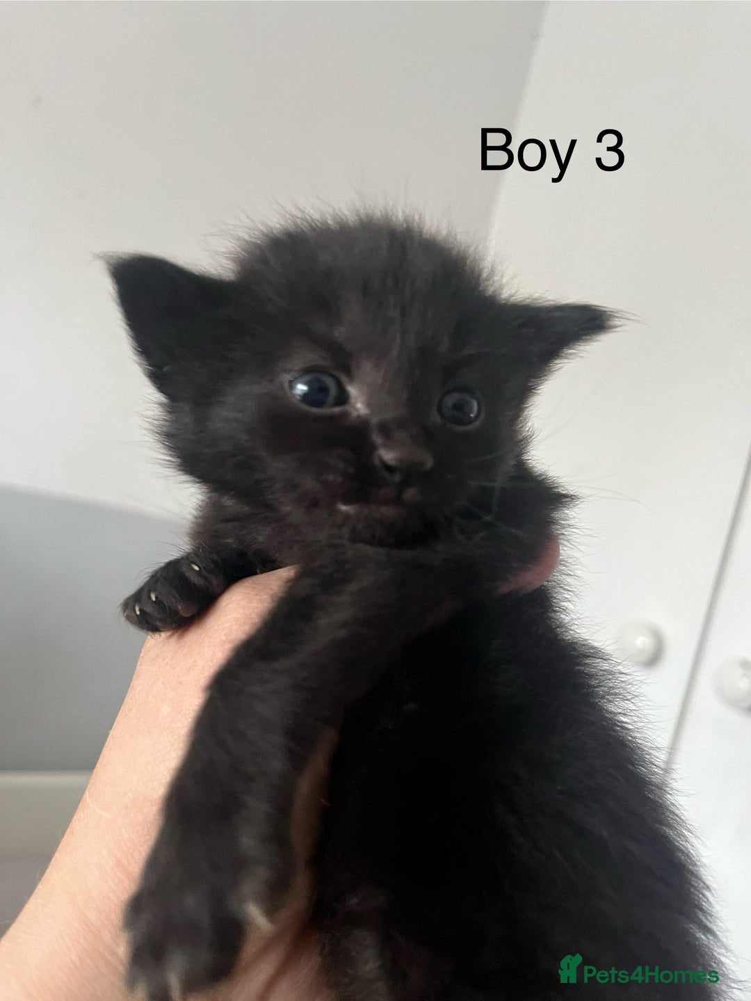 Maine Coon cats for sale: Maine Coon X - 5 Boys & 1 Girl - Image 3