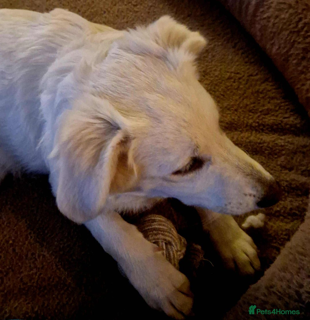 Mixed Breed dogs for adoption: Adorable Abbie is still Looking for Love 🐾 - Image 7