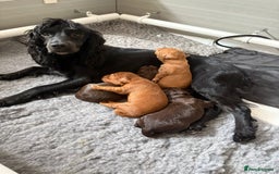 Cocker Spaniel dogs for sale: Male Cocker spaniel for sale - Image 2