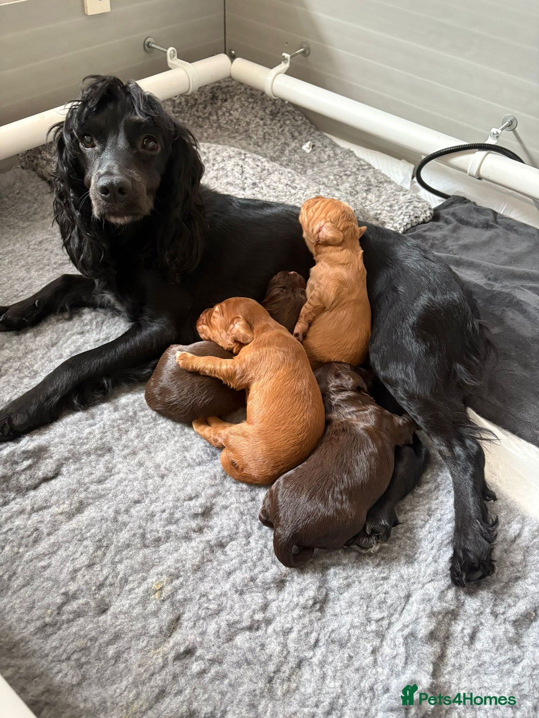 Cocker Spaniel dogs for sale: Male Cocker spaniel for sale - Image 2