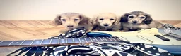 Miniature Dachshund dogs for sale: Kc reg cream miniature dachshund  - Advert 13