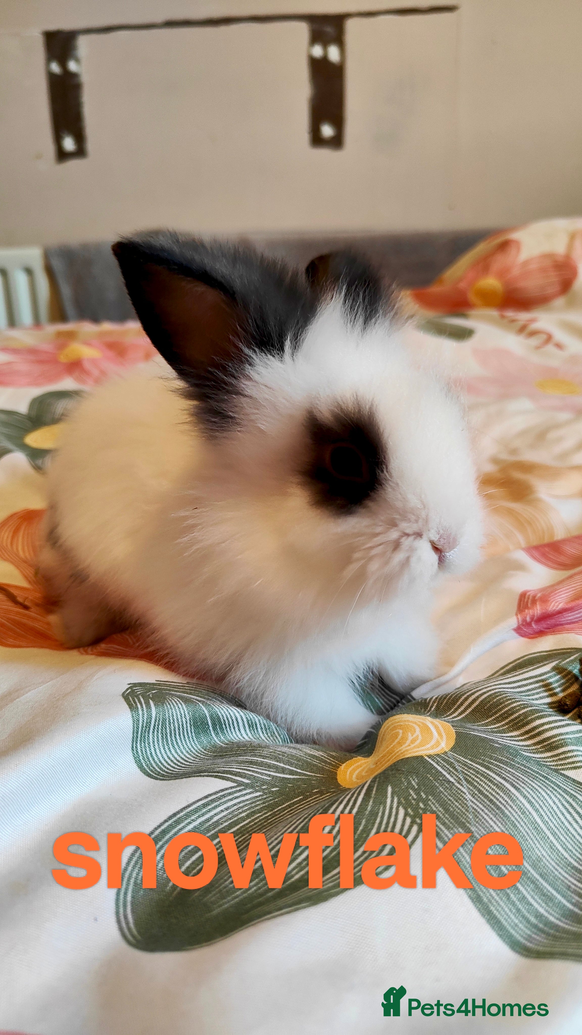 Lionhead rabbits Pedigree Lionhead 2 female ready now  - Advert 9