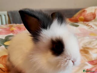Lionhead rabbits Pedigree Lionhead 2 female ready now - Advert 9