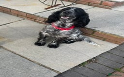 Cockapoo dogs for sale: Cockapoo Puppies looking for their forever home! - Image 10