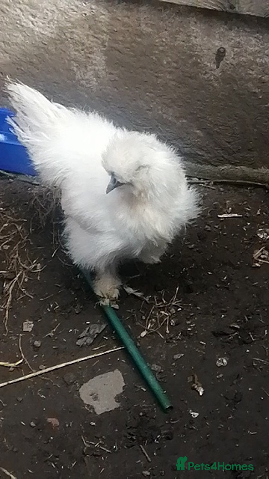 Chickens poultry for sale: Gourgouse Pair of white silkies cock n hen  - Image 1