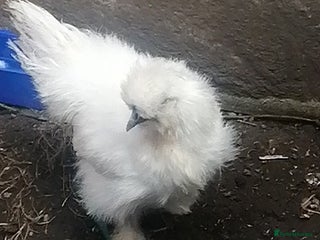 Chickens poultry - Advert 35