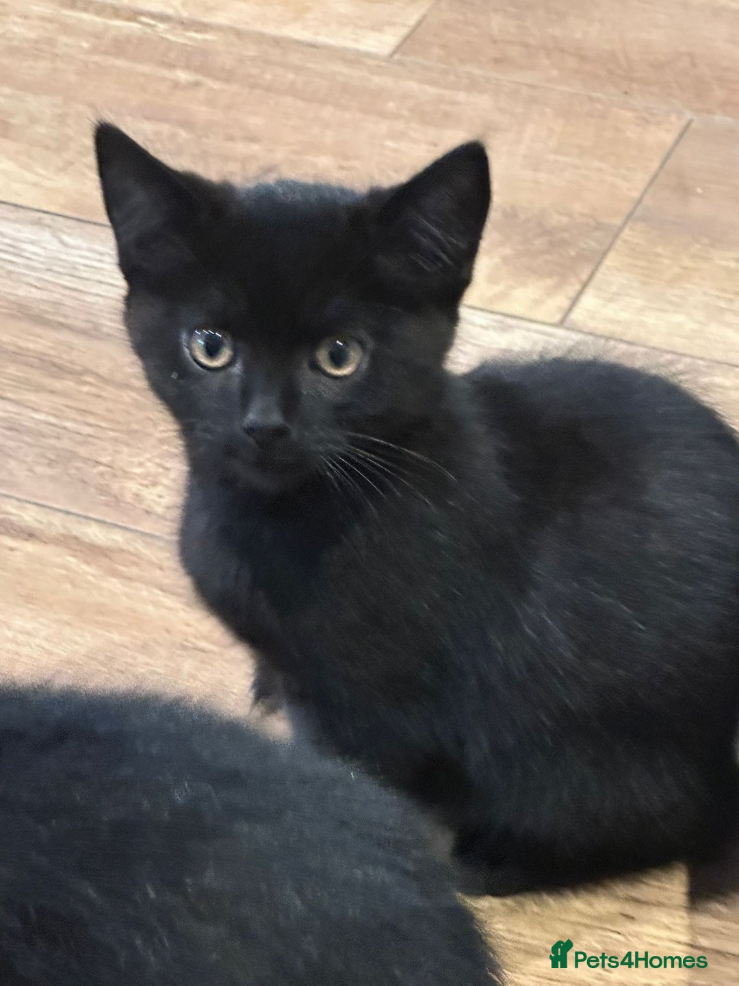 British Shorthair cats for sale:  🐾 Gorgeous Black Kittens – 11 Weeks Old 🐾   - Image 8